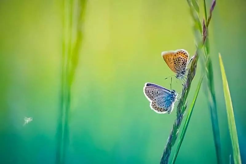 欣赏一个人始于颜值久于善良人品,美文始于颜值陷于才华忠于人品