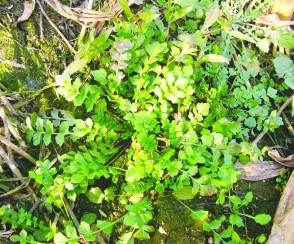 宿州野菜,挖野菜的视频火了