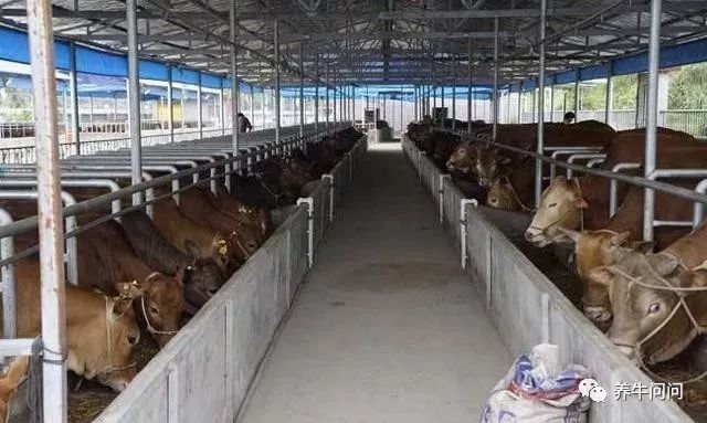 母牛胎衣不下，养牛户切不可置之不理！