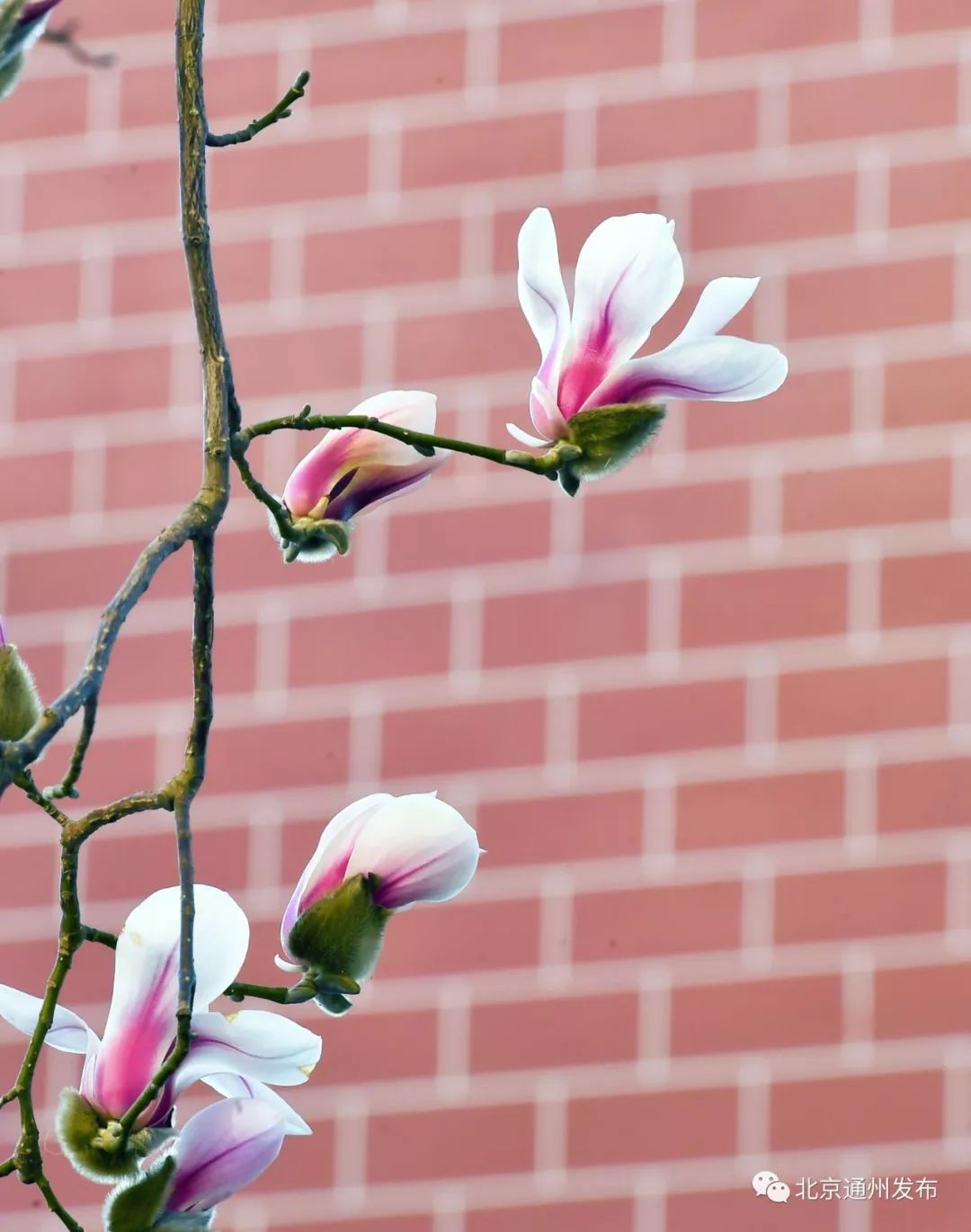 美得不像话！通州玉兰花开早腊梅绽放报春来