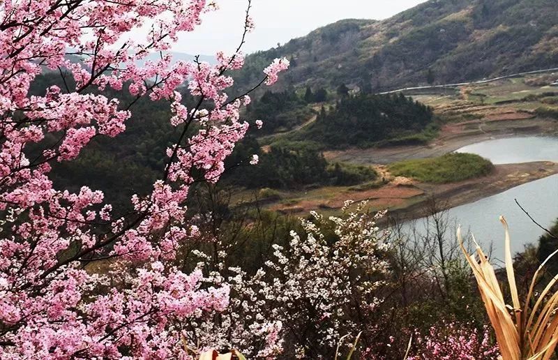 咸宁市赏花景点有哪些景区,诗意踏青春暖花开