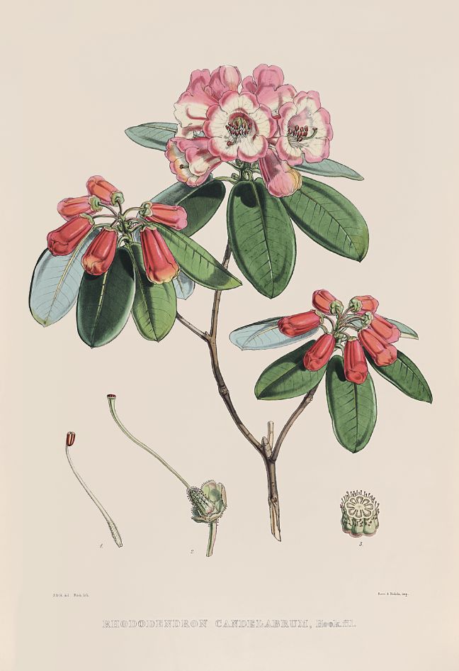 去喜马拉雅山采集杜鹃花，这个英国人有多疯狂？