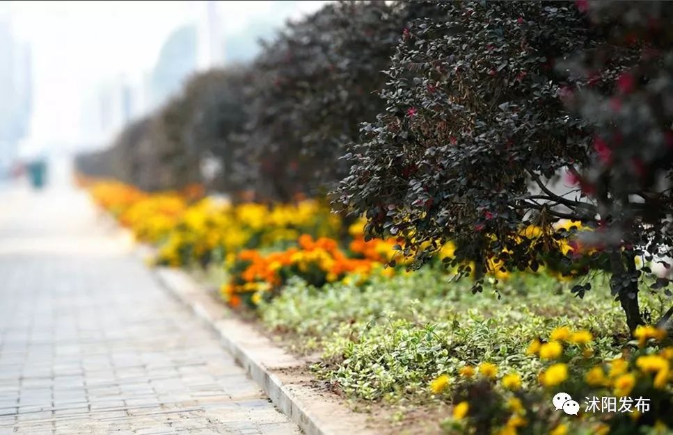 2019年沭阳县新消息,沭阳未来三年的发展