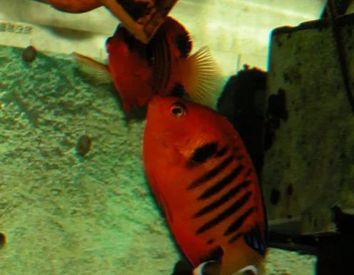 怎么样孵化火狐,火焰仙怎么孵化