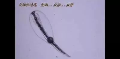 怎么样孵化火狐,火焰仙怎么孵化