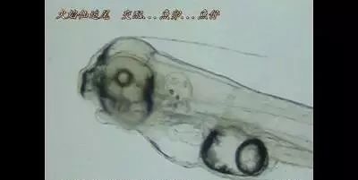 怎么样孵化火狐,火焰仙怎么孵化