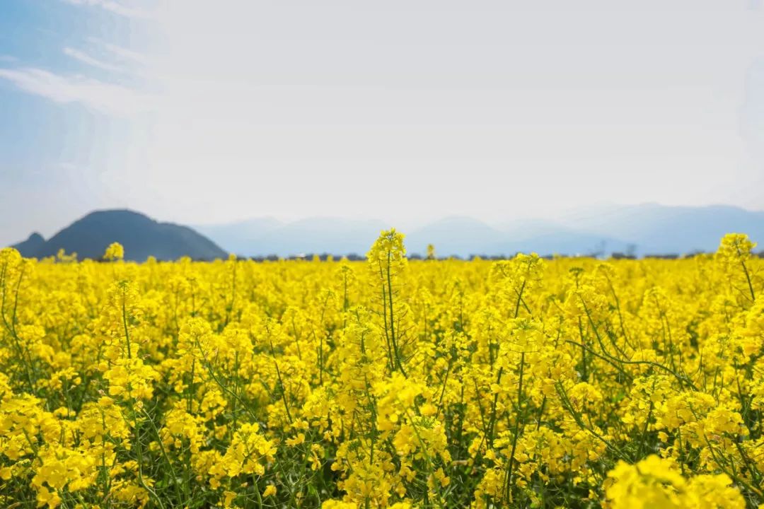 深渡镇旁边拍油菜花最佳位置在哪,深坡花海