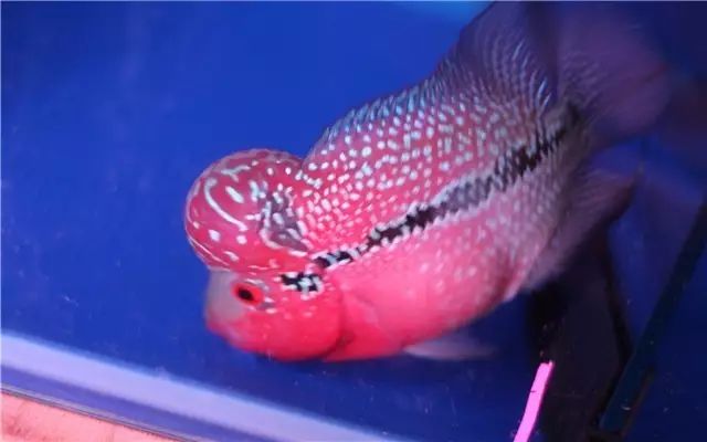 为啥新鱼入缸一直在水底,小丑鱼入缸时精神状态不好怎么办