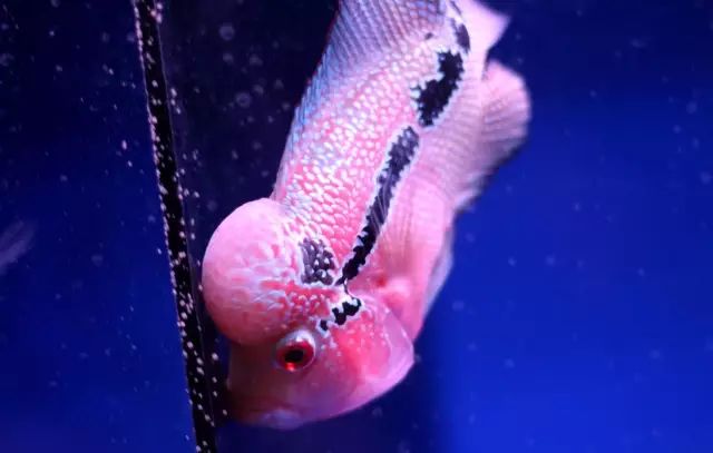 为啥新鱼入缸一直在水底,小丑鱼入缸时精神状态不好怎么办