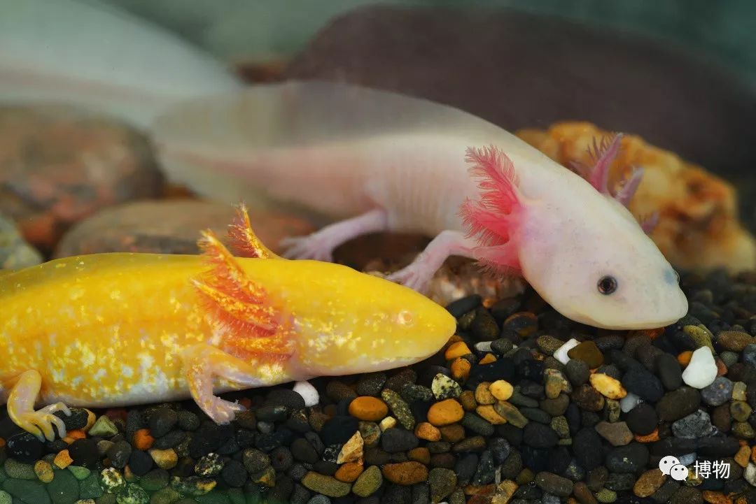 9102年了,别再用“人造”伤害动物和买家