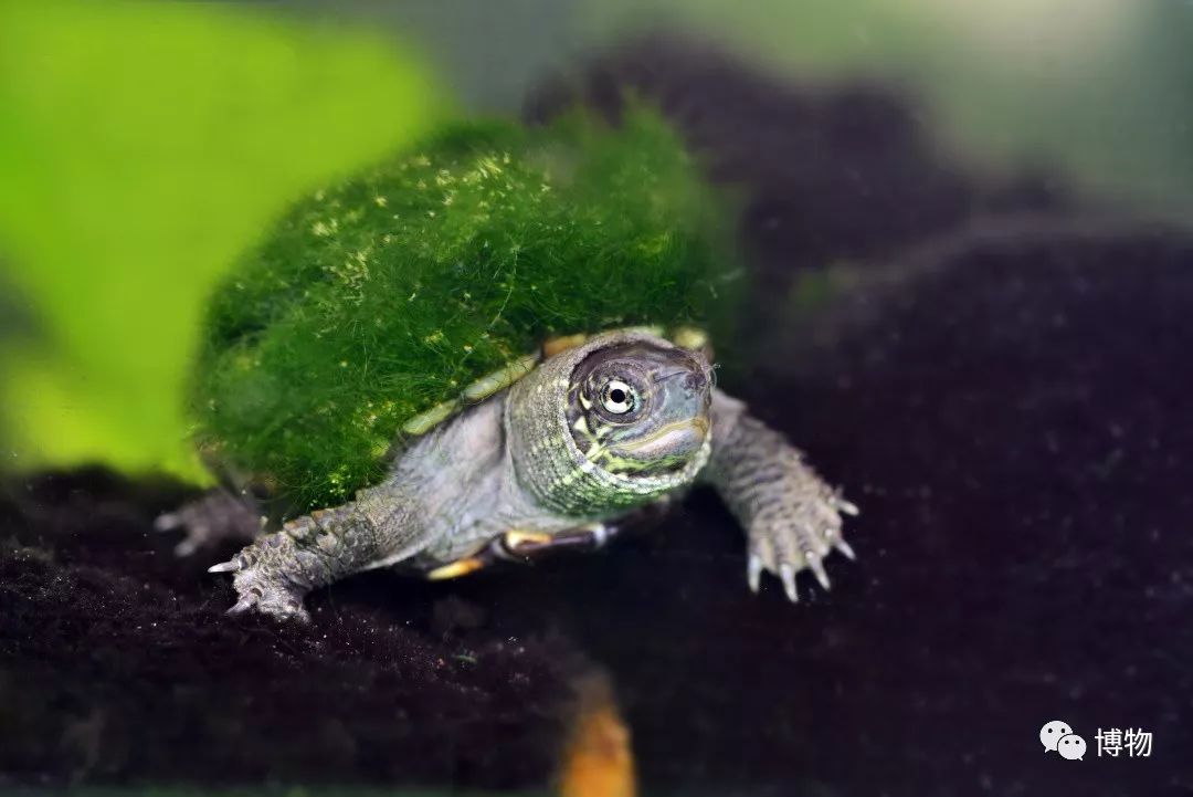 9102年了,别再用“人造”伤害动物和买家