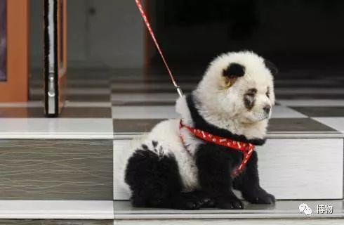 9102年了，别再用“人造”伤害动物和买家