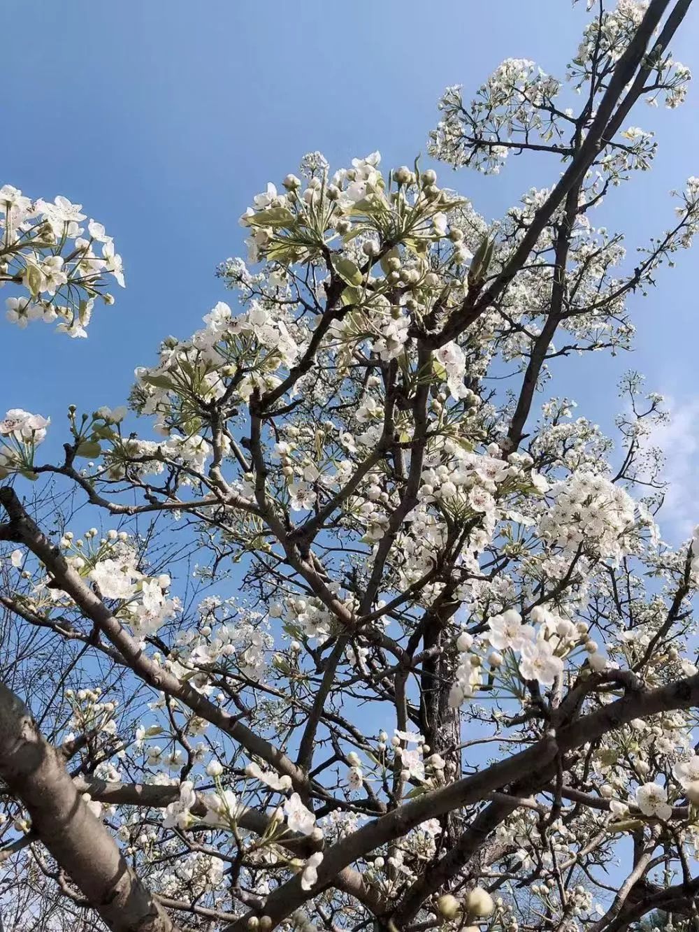 五一五府山蜜蜂谷,春游五龙山