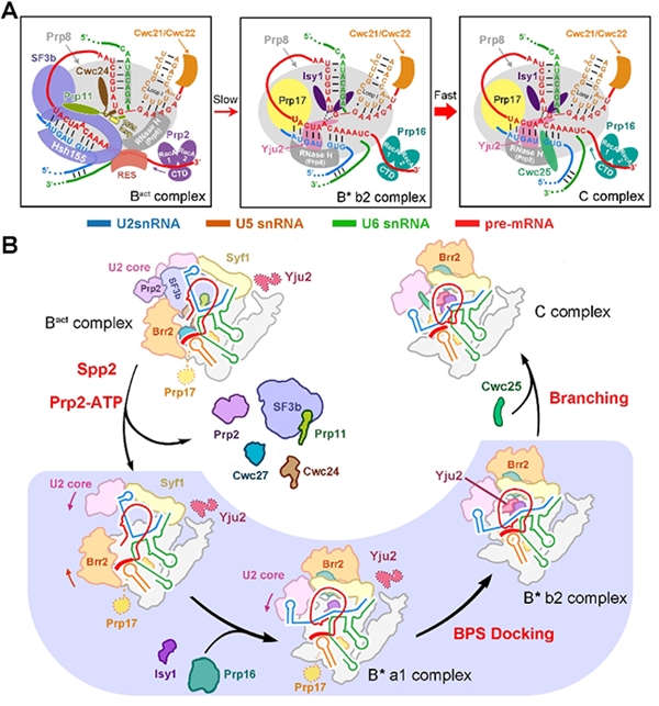 施一公科研论文,施一公研究组