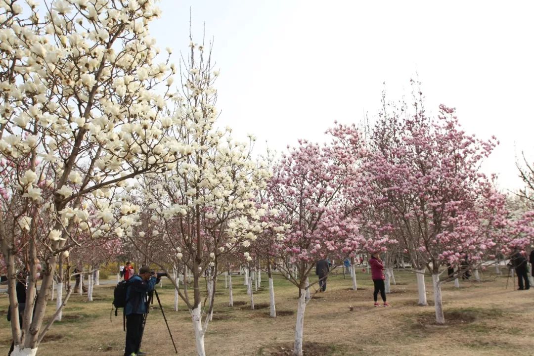 玉兰初绽,玉兰绽放春天如约而至