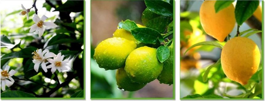 【方志四川•地理标志产品】安岳柠檬