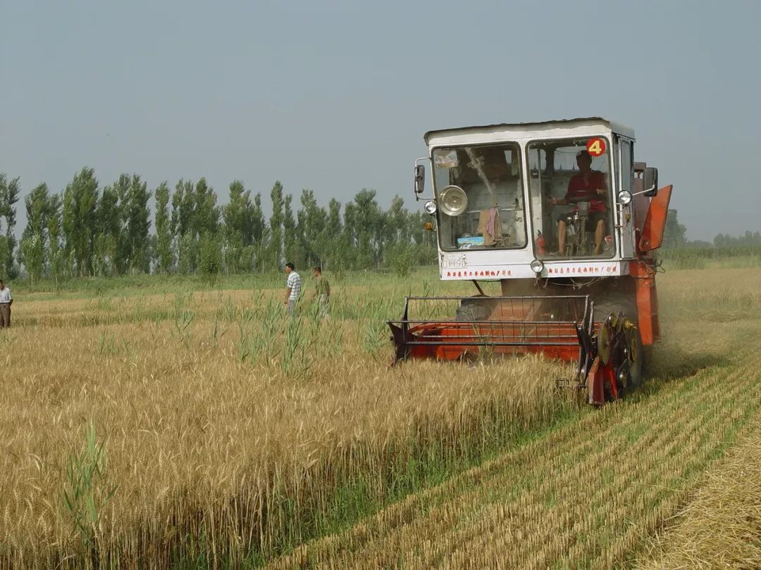 河套小麦知识,河套小麦为啥好