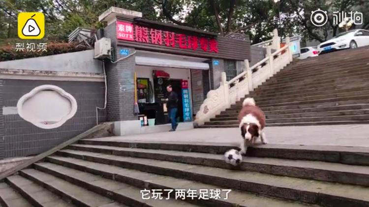 狗狗爱上足球每天“踢”两小时丨百万年薪揽才绍兴还有大招