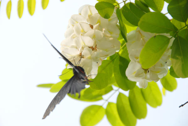 春游郑州这份赏花攻略请收好,郑州自驾踏青赏花好去处