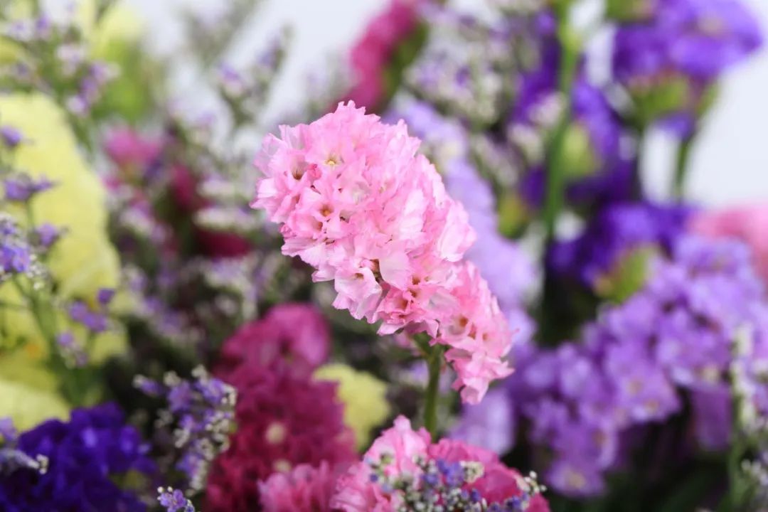 西安最大花卉交易市场,西安朱宏路丰产路巨坤花卉市场