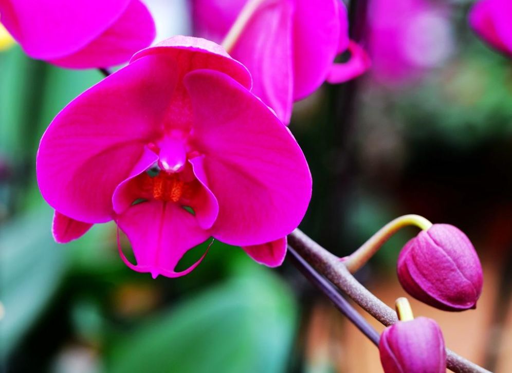 西安最大花卉交易市场,西安朱宏路丰产路巨坤花卉市场