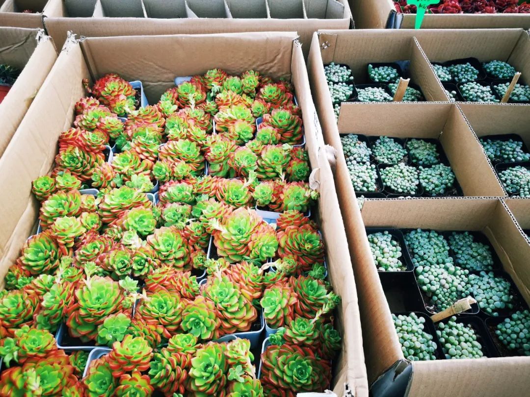 西安最大花卉交易市场,西安朱宏路丰产路巨坤花卉市场