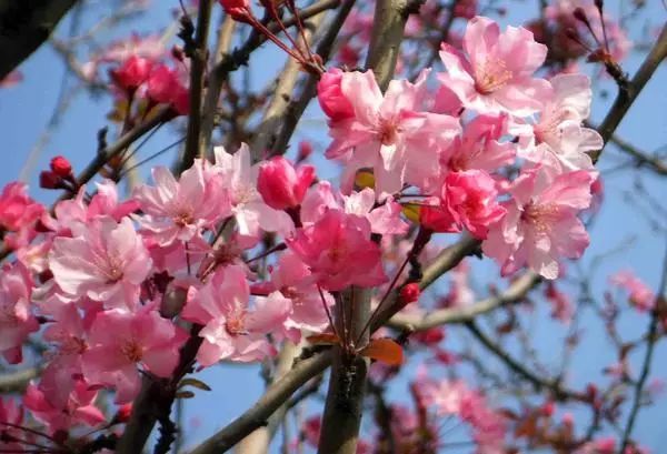 郑州周边踏青采摘野菜,郑州自驾踏青赏花好去处