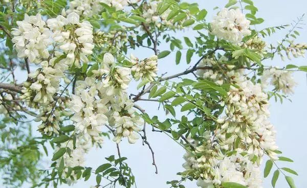 郑州周边踏青采摘野菜,郑州自驾踏青赏花好去处