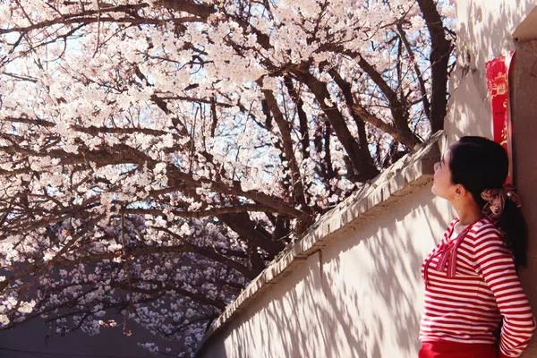 郑州周边踏青采摘野菜,郑州自驾踏青赏花好去处