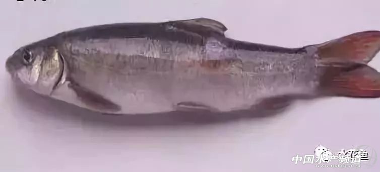 鱼溃疡病症状,鱼细菌性烂鳃的症状及治疗方法