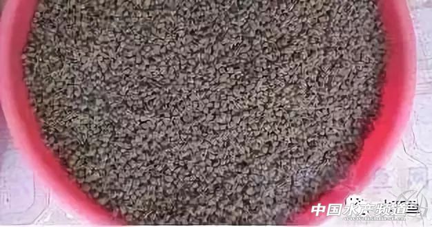 鱼溃疡病症状,鱼细菌性烂鳃的症状及治疗方法