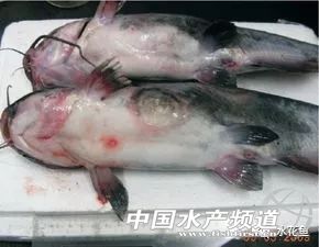 鱼类疖疮是什么原因引起的,鱼类痘疮病怎么治疗