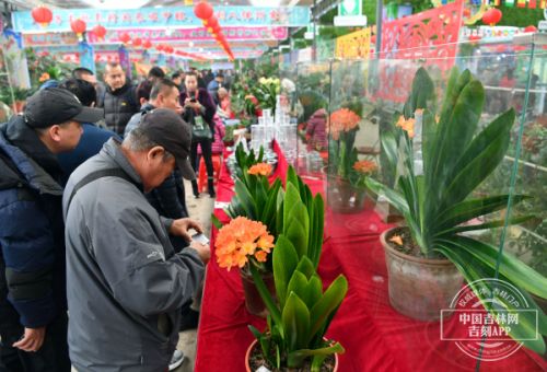 第十四届长春君子兰节,第十七届长春君子兰节地址