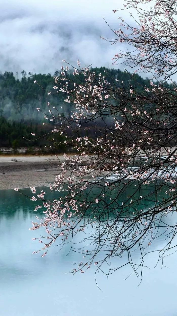春分已至正是一年最美时,春分到最佳时光