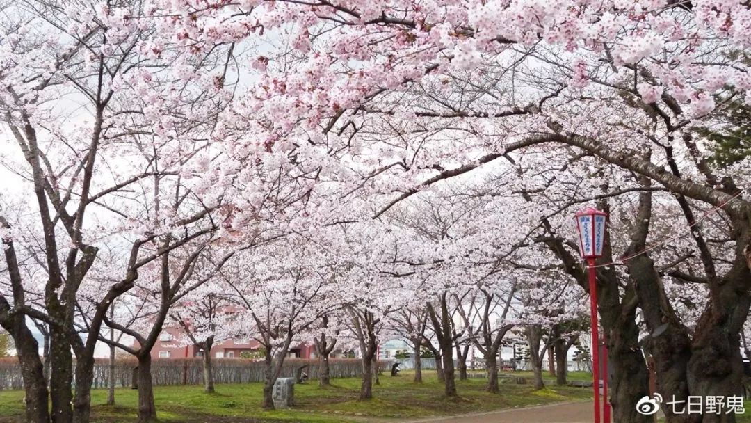 2019年日本大赏排行榜,2018全日本赏樱花旅游攻略