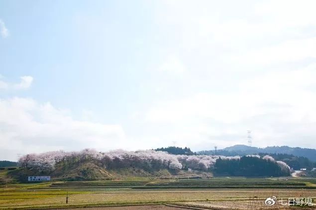 2019年日本大赏排行榜,2018全日本赏樱花旅游攻略