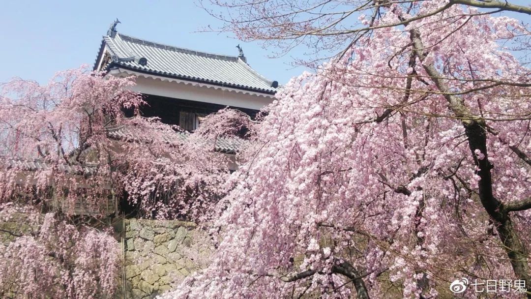 2019年日本大赏排行榜,2018全日本赏樱花旅游攻略