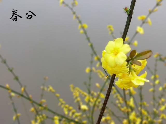 今天是春分祝春分快乐,有关春分的信息