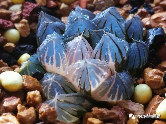 十二卷的养护注意事项,十二卷夏季如何养护