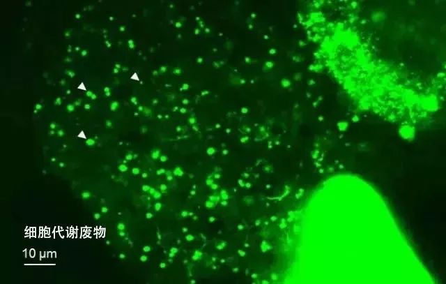 国货之光企业店面膜,国货之光商贸面膜