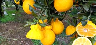 又脆又甜又多汁的水果,皮薄甜脆的水果