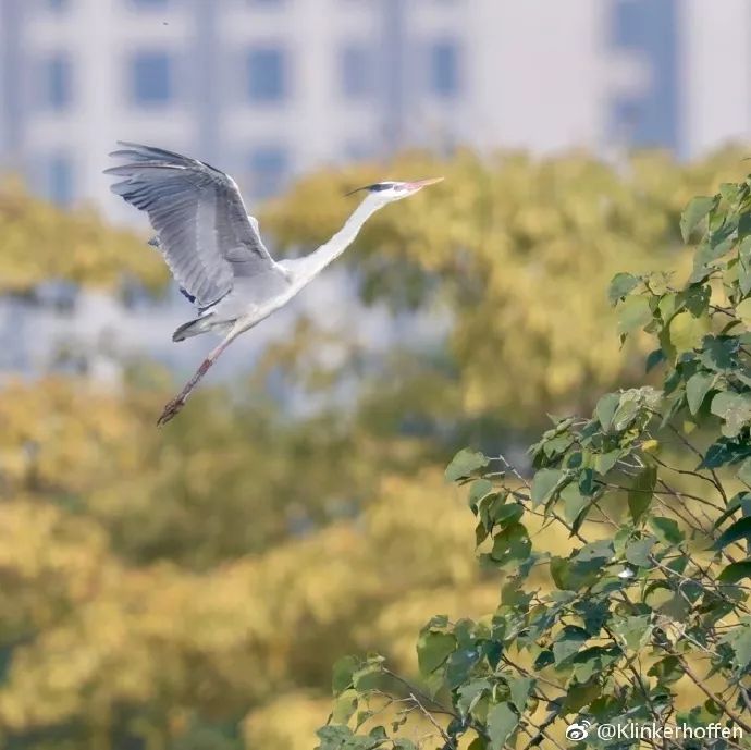 广州适合春游的免费景点,春游广州最适合去的地方