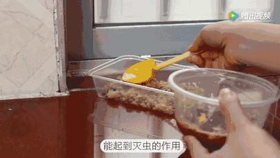 用洗衣粉消灭家中小飞虫,用洗衣粉灭蟑螂的最好方法