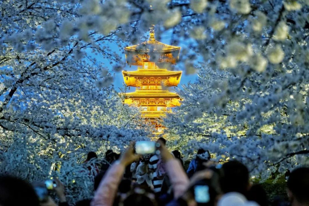 央视武汉樱花,央视新闻一起来看武汉樱花