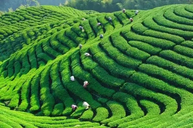 风月无边,茶事正好!这几座茶园里,藏着湖北最美的春天