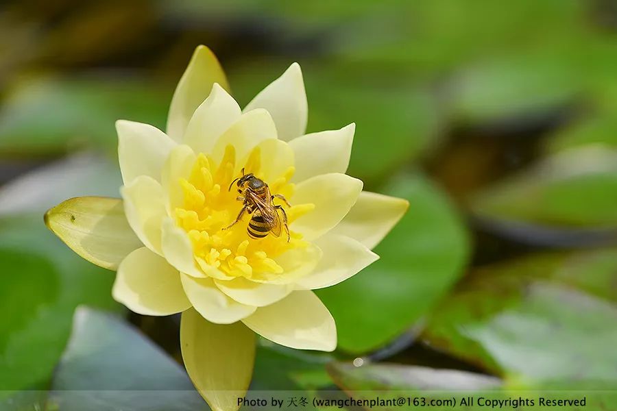 微型睡莲的品种及图片介绍,冬季适合种植的睡莲