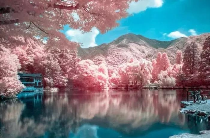 日本有关樱花的照片,日本最美樱花图