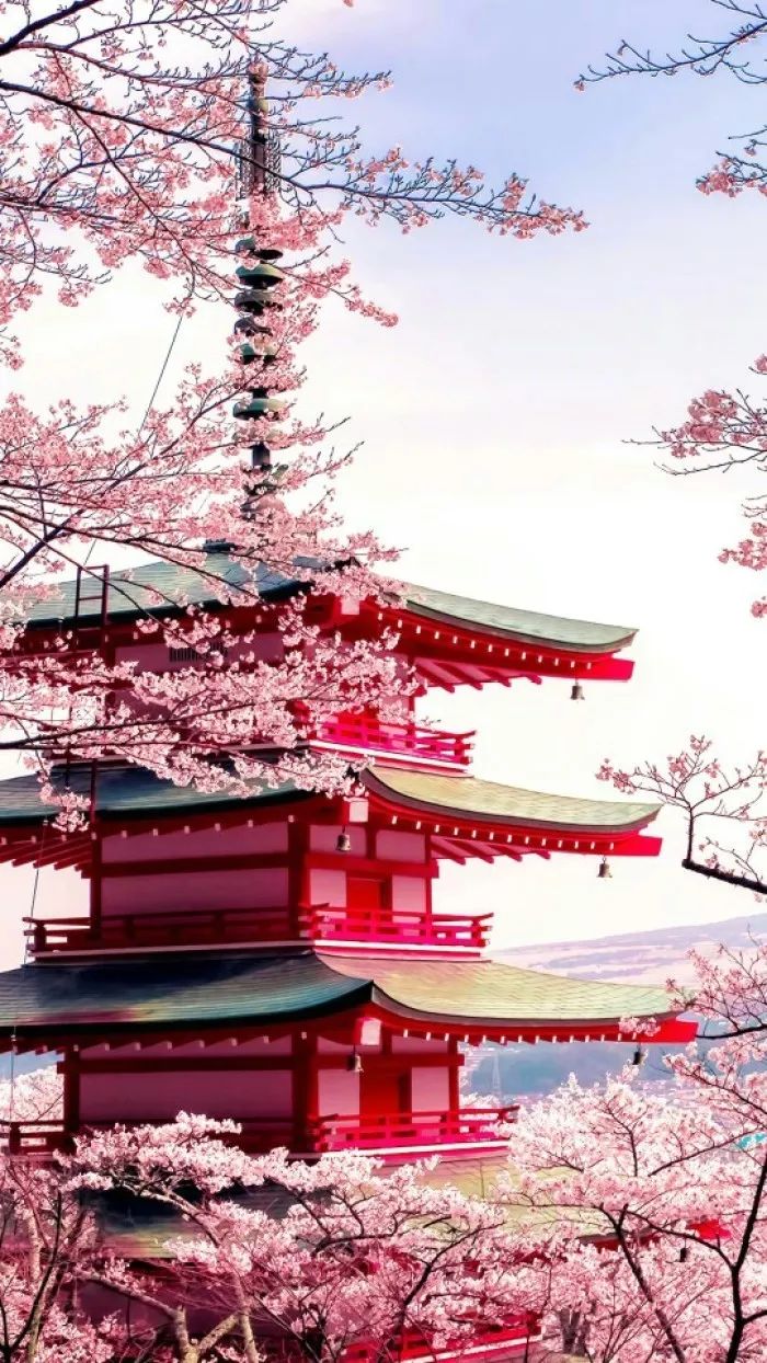 日本有关樱花的照片,日本最美樱花图