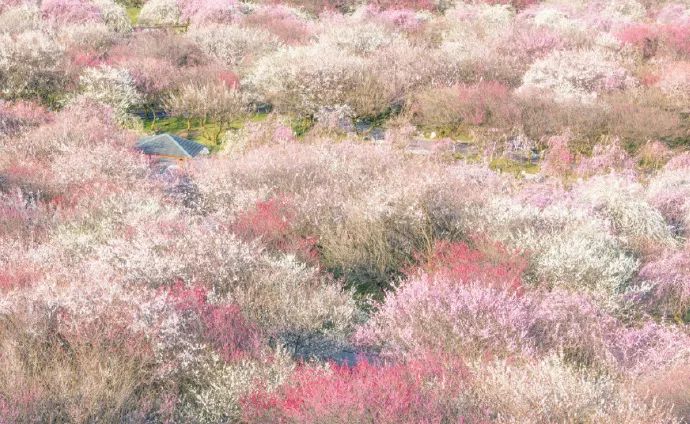 日本有关樱花的照片,日本最美樱花图