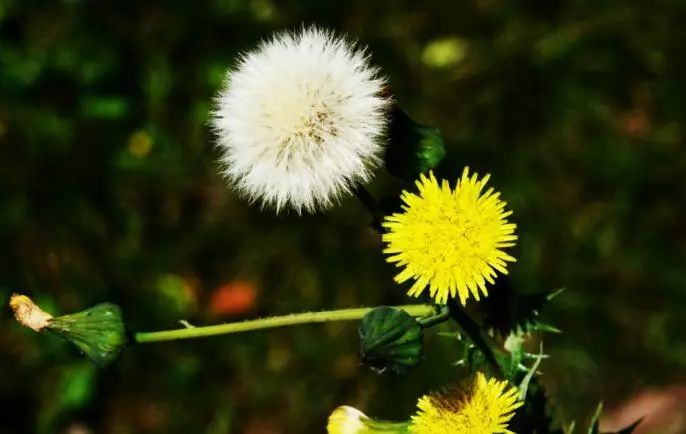 吃了街边买的“青菜”,一家三口急送医!这些菜清明常出没…